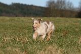 BERGER AUSTRALIEN PUPPIES 717